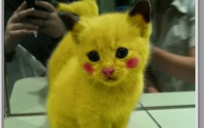 Chat photoshopé !